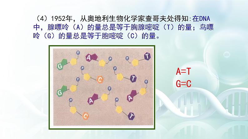 高中生物 DNA的结构 课件第7页