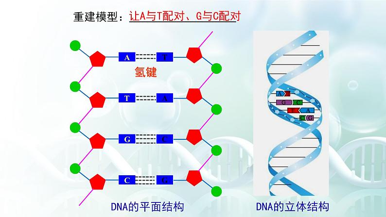 高中生物 DNA的结构 课件第8页