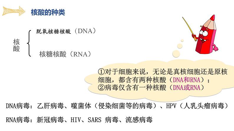 高中生物 人教版 必修一 分子与细胞 核酸是遗传信息的携带者 微课课件第6页