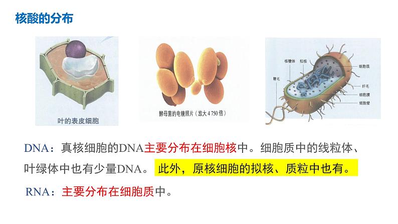 高中生物 人教版 必修一 分子与细胞 核酸是遗传信息的携带者 微课课件第8页