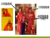 高中生物 减数分裂和受精作用 课件