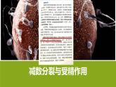 高中生物 减数分裂和受精作用 课件