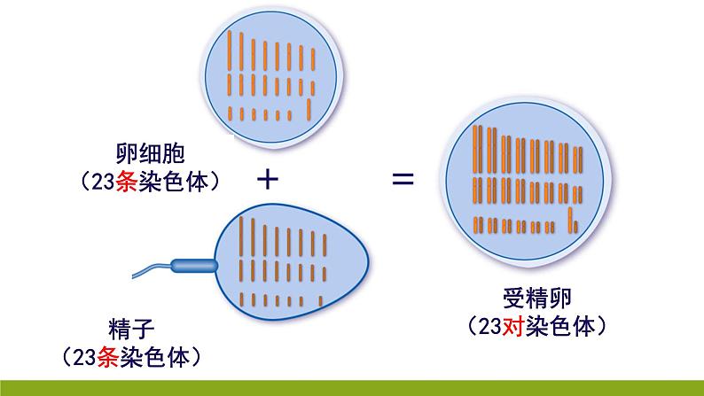 高中生物 减数分裂和受精作用 课件05