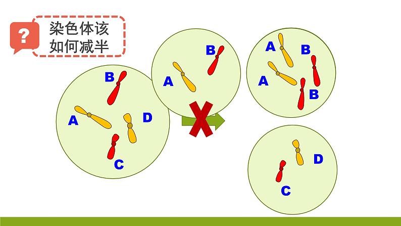 高中生物 减数分裂和受精作用 课件06