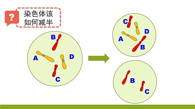 高中生物 减数分裂和受精作用 课件07