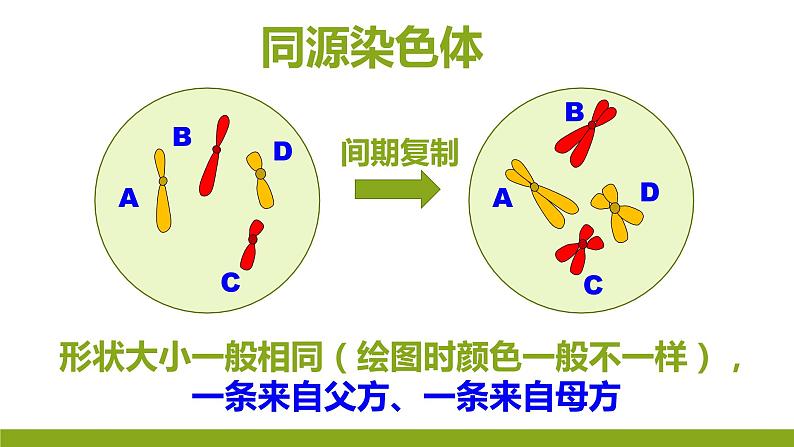 高中生物 减数分裂和受精作用 课件08