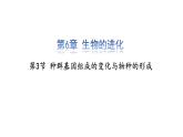 高中生物 种群基因组成的变化与物种的形成（下） 课件