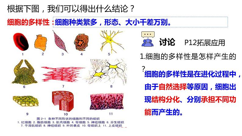 高中生物 细胞的多样性和统一性 课件04