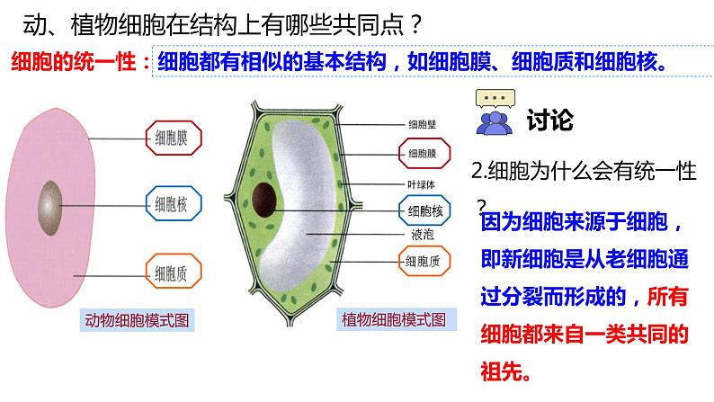 高中生物 细胞的多样性和统一性 课件05