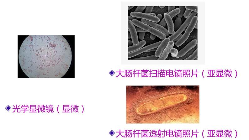 高中生物 细胞的多样性和统一性 课件06