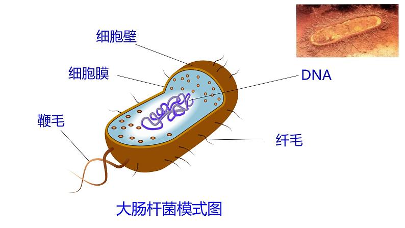 高中生物 细胞的多样性和统一性 课件07