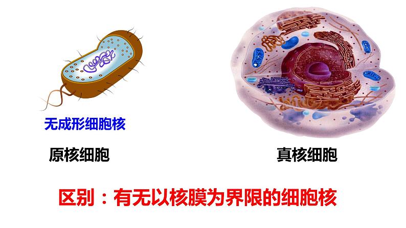 高中生物 细胞的多样性和统一性 课件08