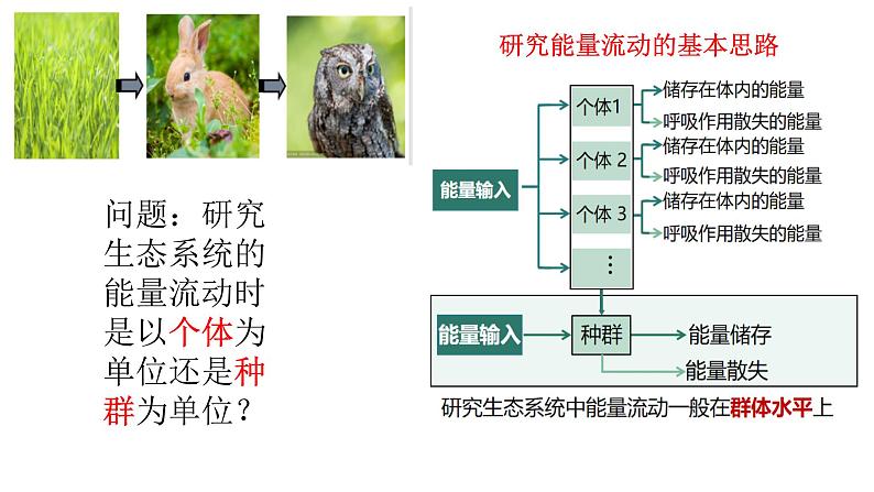 高中生物 生态系统的能量流动 （第一课时）课件04