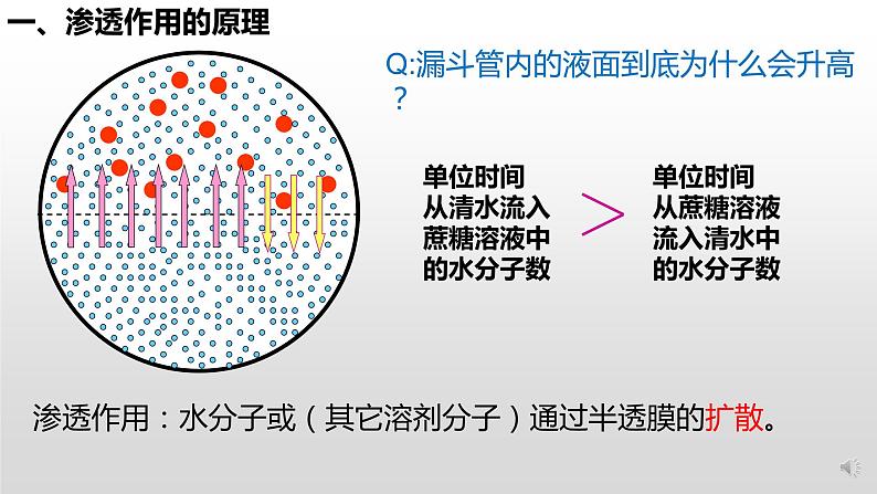 高中生物 被动运输（第1课时） 课件第6页