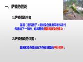 高中生物 基因在染色体上 课件