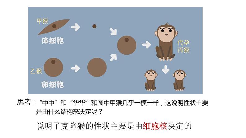 高中生物 细胞核的结构和功能 课件第3页