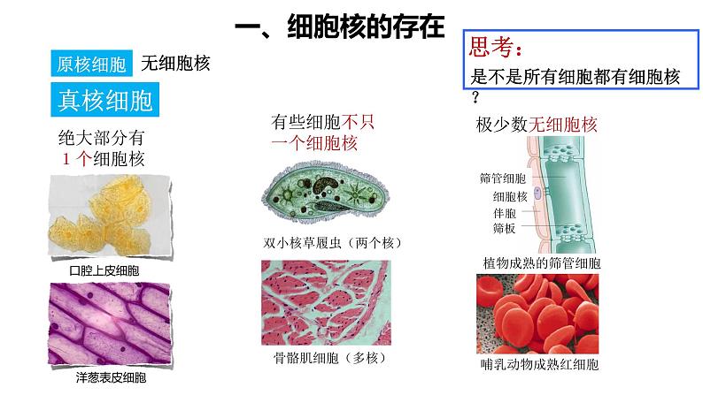 高中生物 细胞核的结构和功能 课件第4页