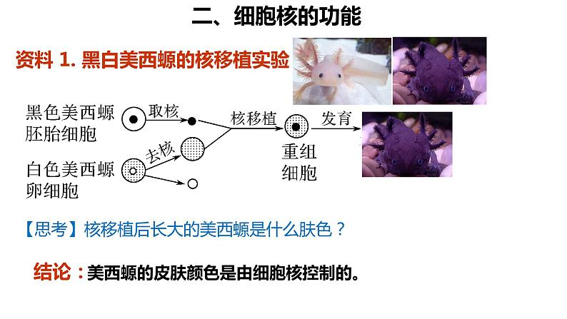 高中生物 细胞核的结构和功能 课件第5页