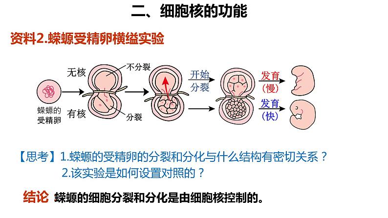 高中生物 细胞核的结构和功能 课件第6页