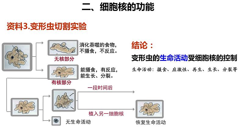 高中生物 细胞核的结构和功能 课件第7页