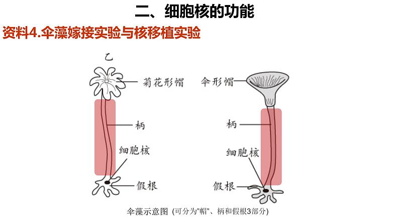 高中生物 细胞核的结构和功能 课件第8页