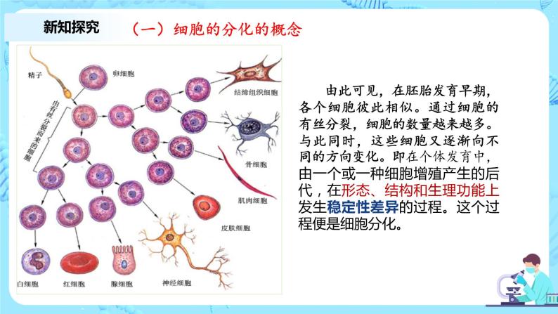 6.2《细胞的分化》教案+课件+练习04