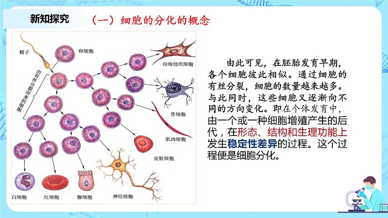 6.2《细胞的分化》教案+课件+练习04