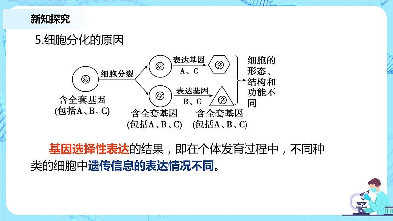 6.2《细胞的分化》教案+课件+练习07