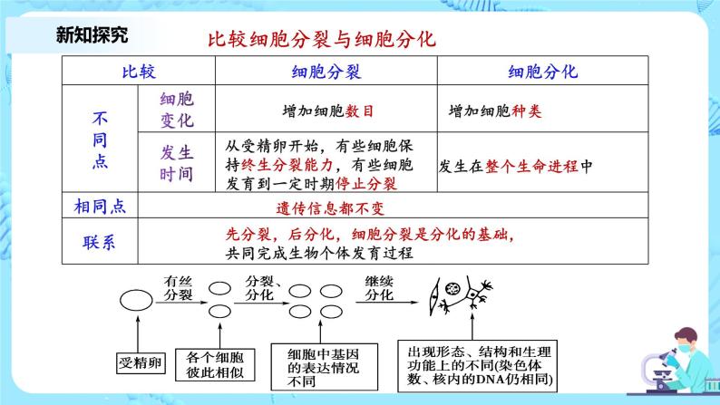 6.2《细胞的分化》教案+课件+练习08