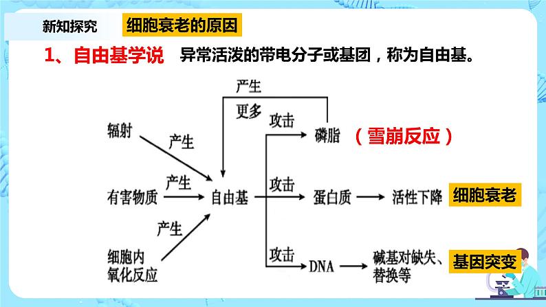 6.3《细胞的衰老和死亡》课件+教案+练习05