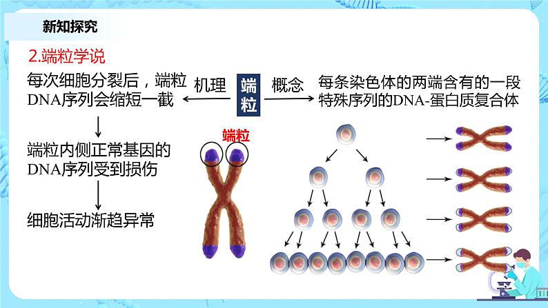 6.3《细胞的衰老和死亡》课件+教案+练习06