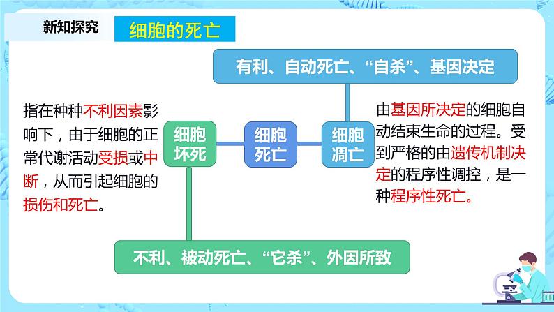 6.3《细胞的衰老和死亡》课件+教案+练习08