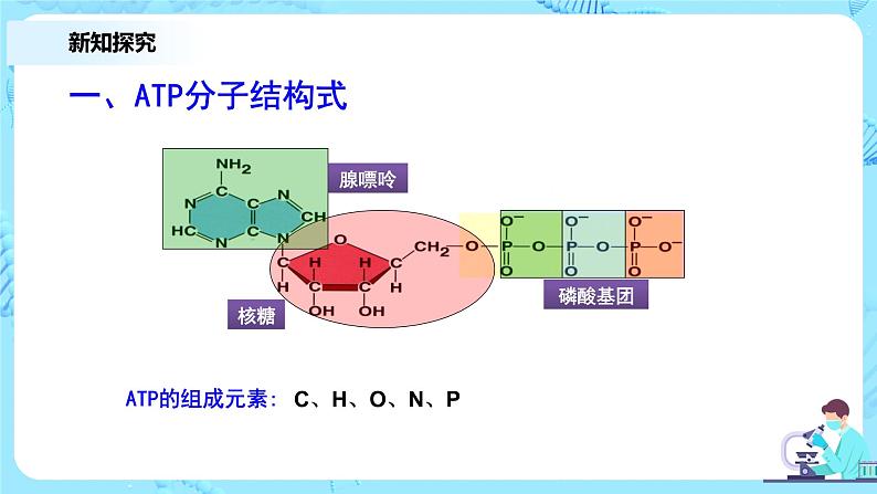 5.2《细胞的能量“货币”ATP》 教案练习课件06