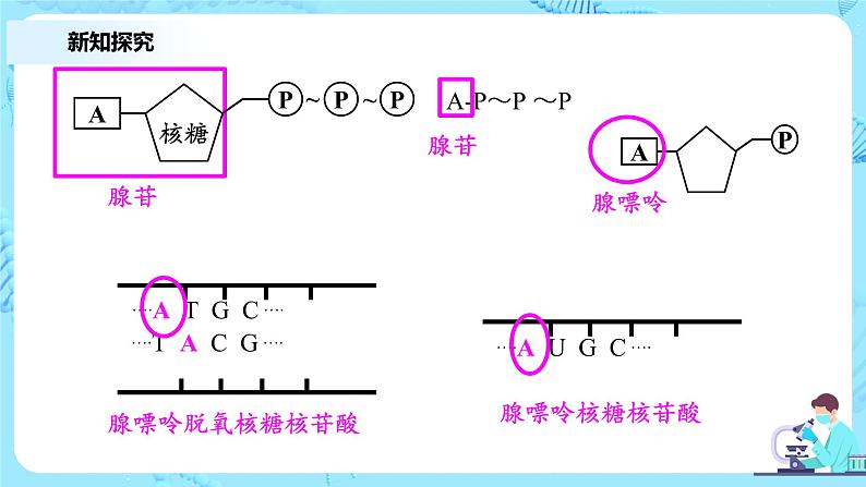 5.2《细胞的能量“货币”ATP》 教案练习课件07