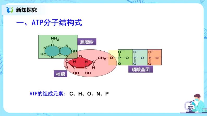 人教版 (2019)必修1《分子与细胞》第5章 细胞的能量供应和利用第2节 细胞的能量“货币”ATP一等奖课件ppt-教习网|课件下载