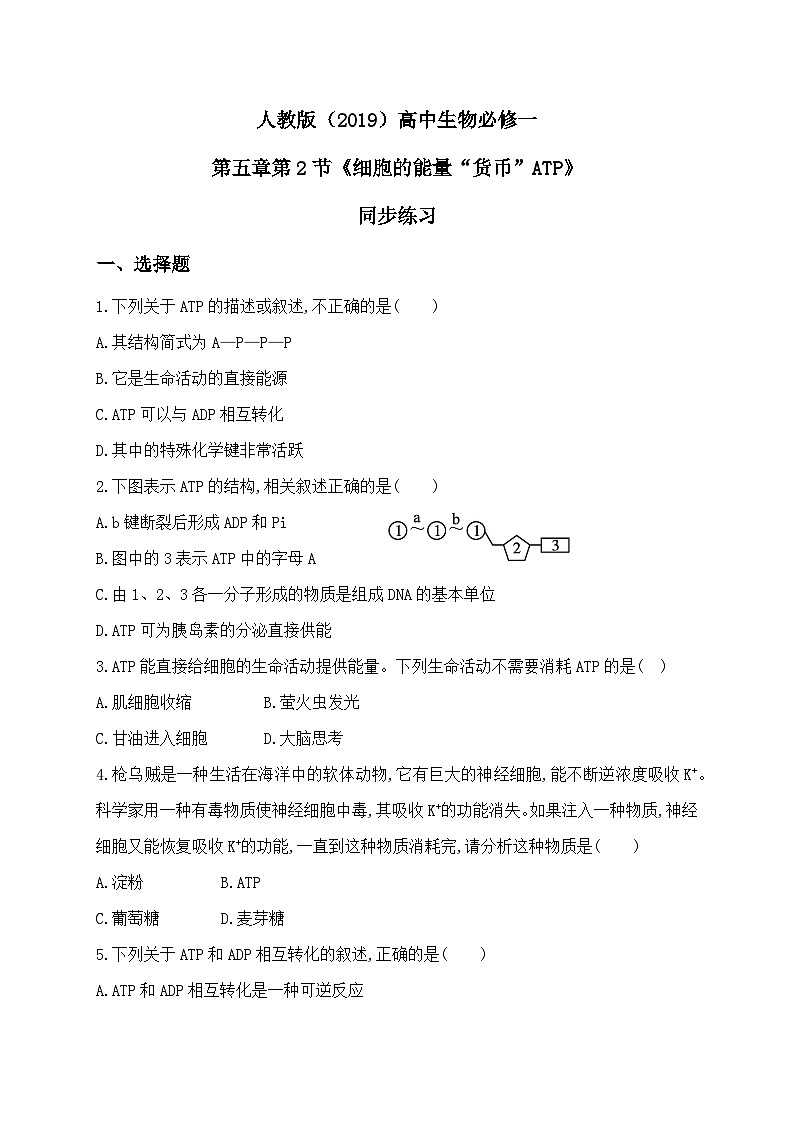 5.2《细胞的能量“货币”ATP》 教案练习课件01