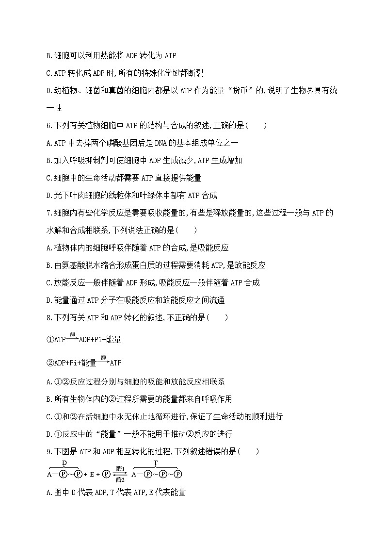 5.2《细胞的能量“货币”ATP》 教案练习课件02