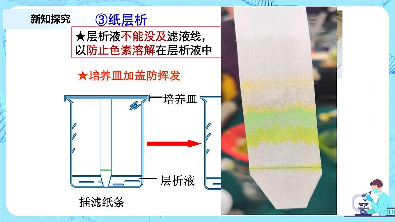 5.4《光合作用与能量转化》课件+教案+练习07