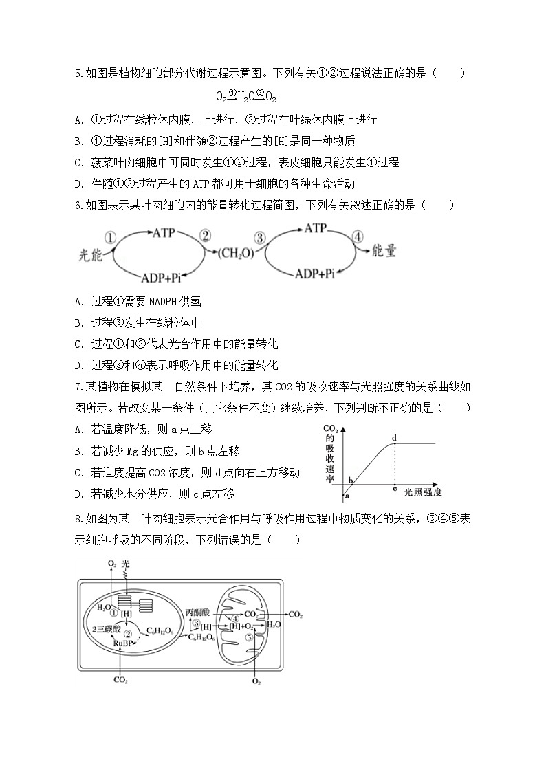 5.4《光合作用与能量转化》课件+教案+练习02