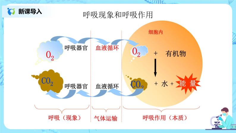 5.3《细胞呼吸的原理和应用》 教案练习课件02