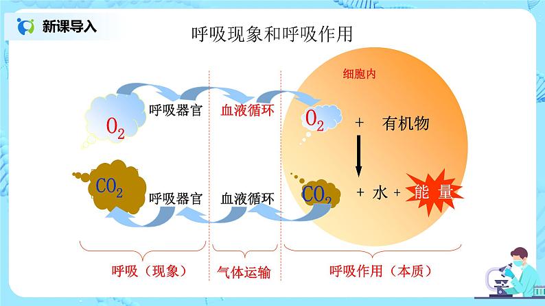 5.3《细胞呼吸的原理和应用》 教案练习课件02