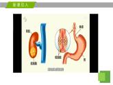 1.1 细胞是生命活动的基本单位 课件