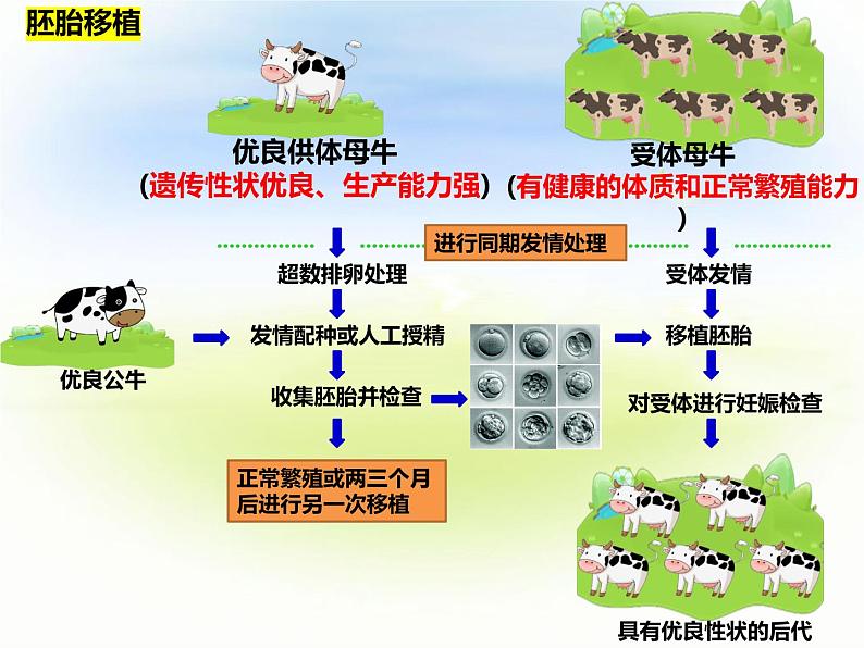 2.3.2 胚胎工程技术及其应用  第二课时第2页