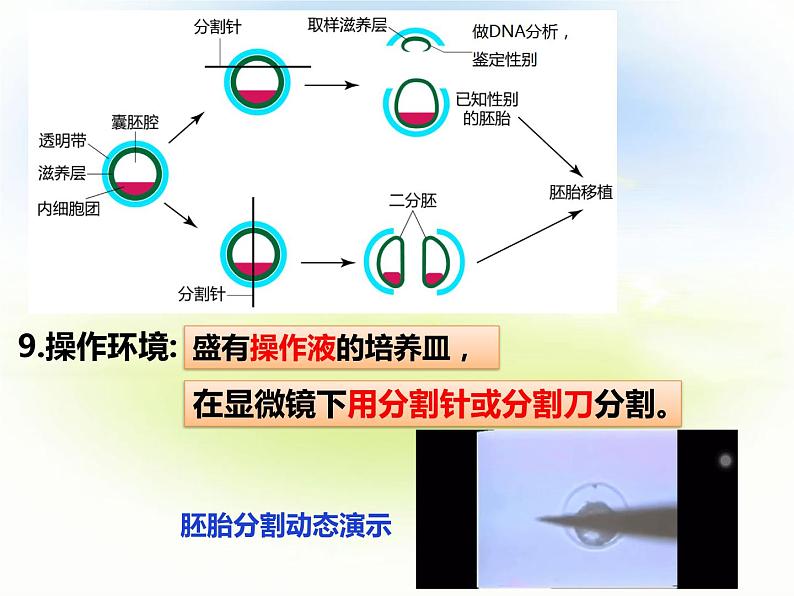 2.3.2 胚胎工程技术及其应用  第二课时第8页