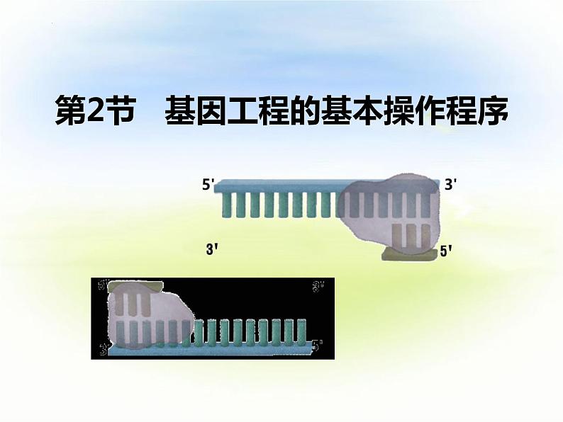3.2基因工程的基本操作程序 第二课时 课件02