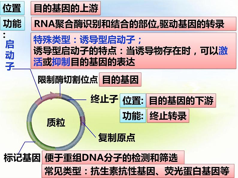 3.2基因工程的基本操作程序 第二课时 课件07