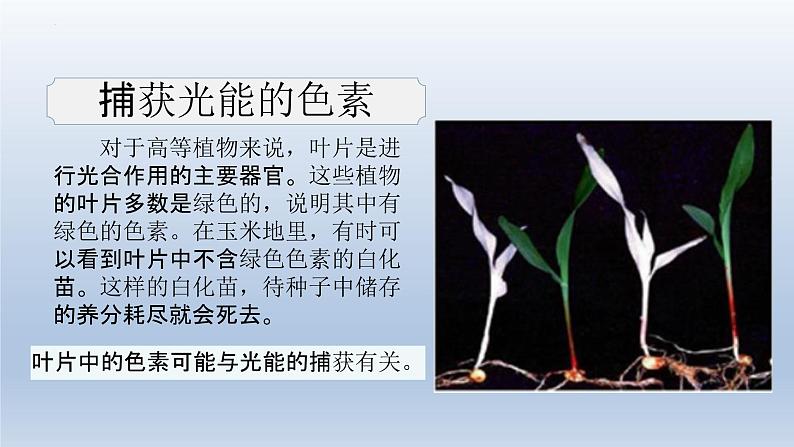 5.4光合作用与能量转化（第一课时）--高一上学期生物人教版（2019）必修1第5页