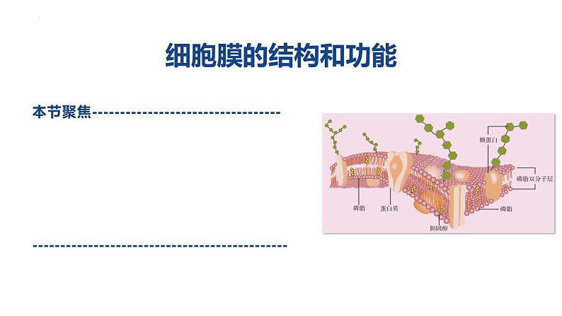 3.1细胞膜的结构和功能课件--高一上学期生物人教版必修102