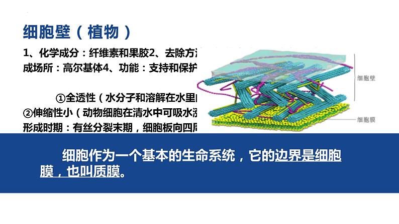 3.1细胞膜的结构和功能课件--高一上学期生物人教版必修103