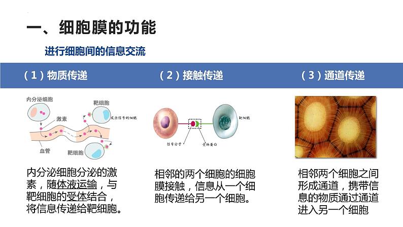 3.1细胞膜的结构和功能课件--高一上学期生物人教版必修105